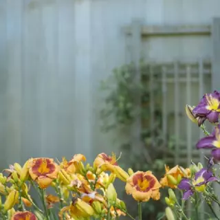 6 wskazówek, dzięki którym zaprojektujesz wymarzony ogród